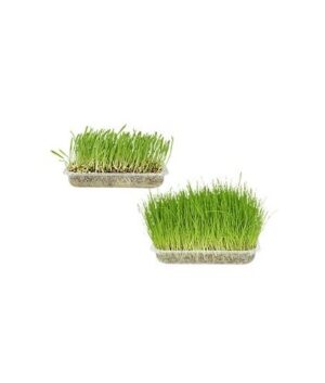 Flamingo Cat Grass Soft