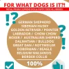 royal premia dog food