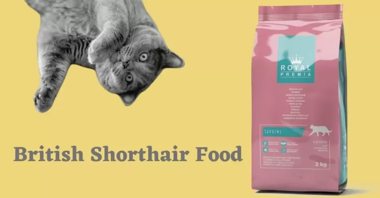 British Shorthair Cat Food