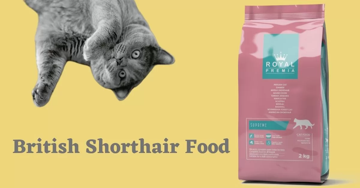 British Shorthair Cat Food