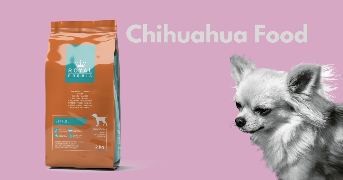 Chihuahua Dog Food and Puppy Food in Dubai, Sharjah, UAE