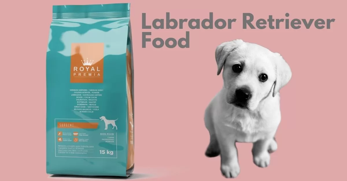 Labrador Retriever Dog Food
