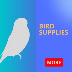 Bird Supplies Shop in Sharjah, UAE
