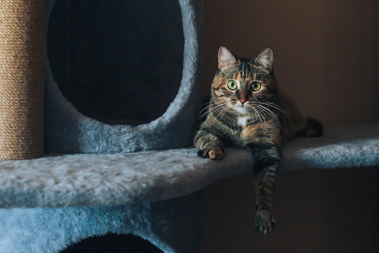 Choosing the Perfect Cat Scratcher and Cat Tree