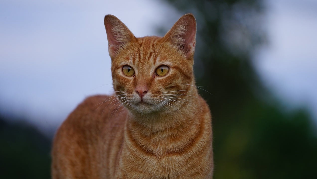 Complete Guide to Cat Bowls and Feeders