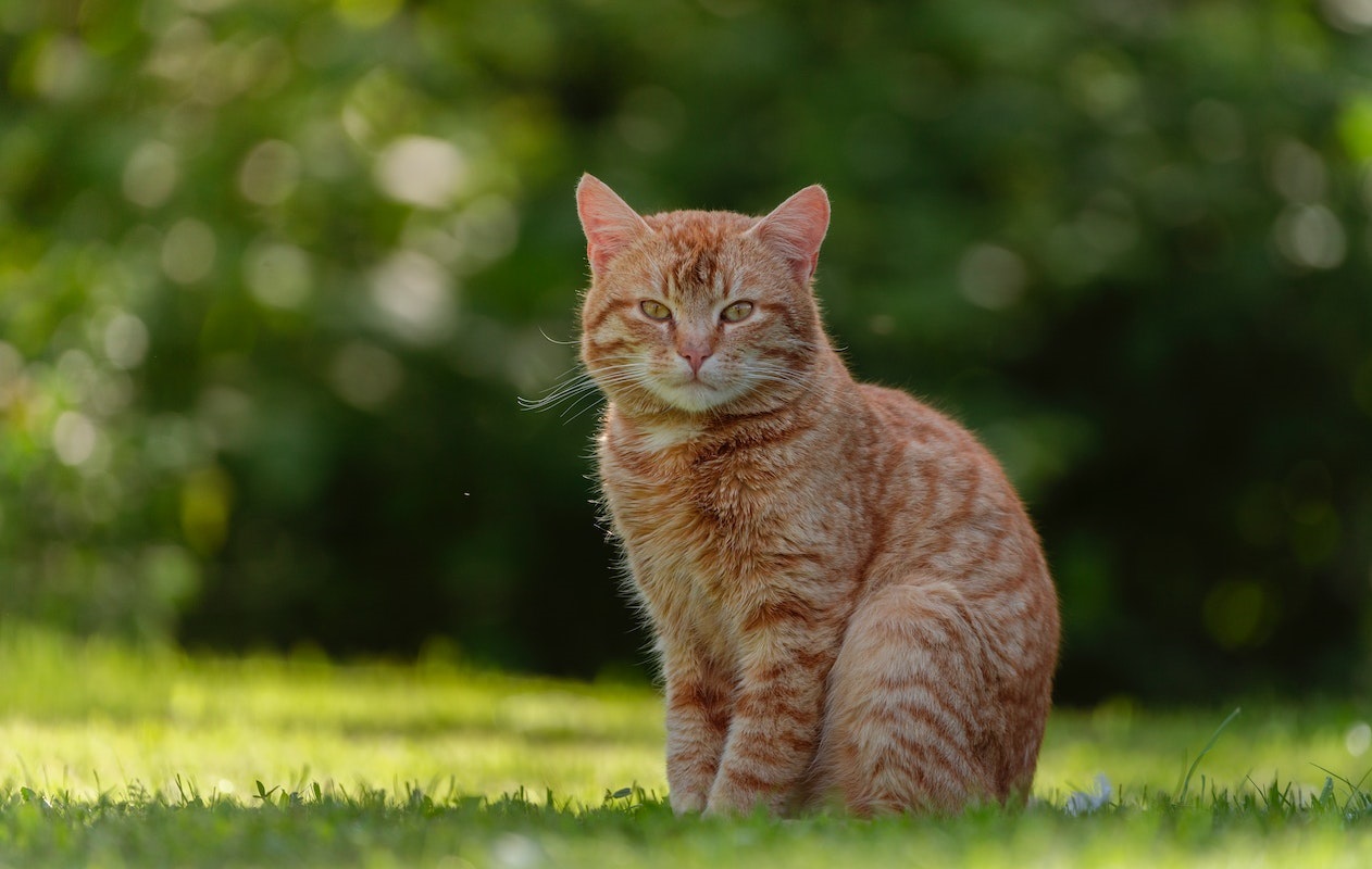 How to Keep Cats Cool in Summer, Hot Weather Tips for Cats