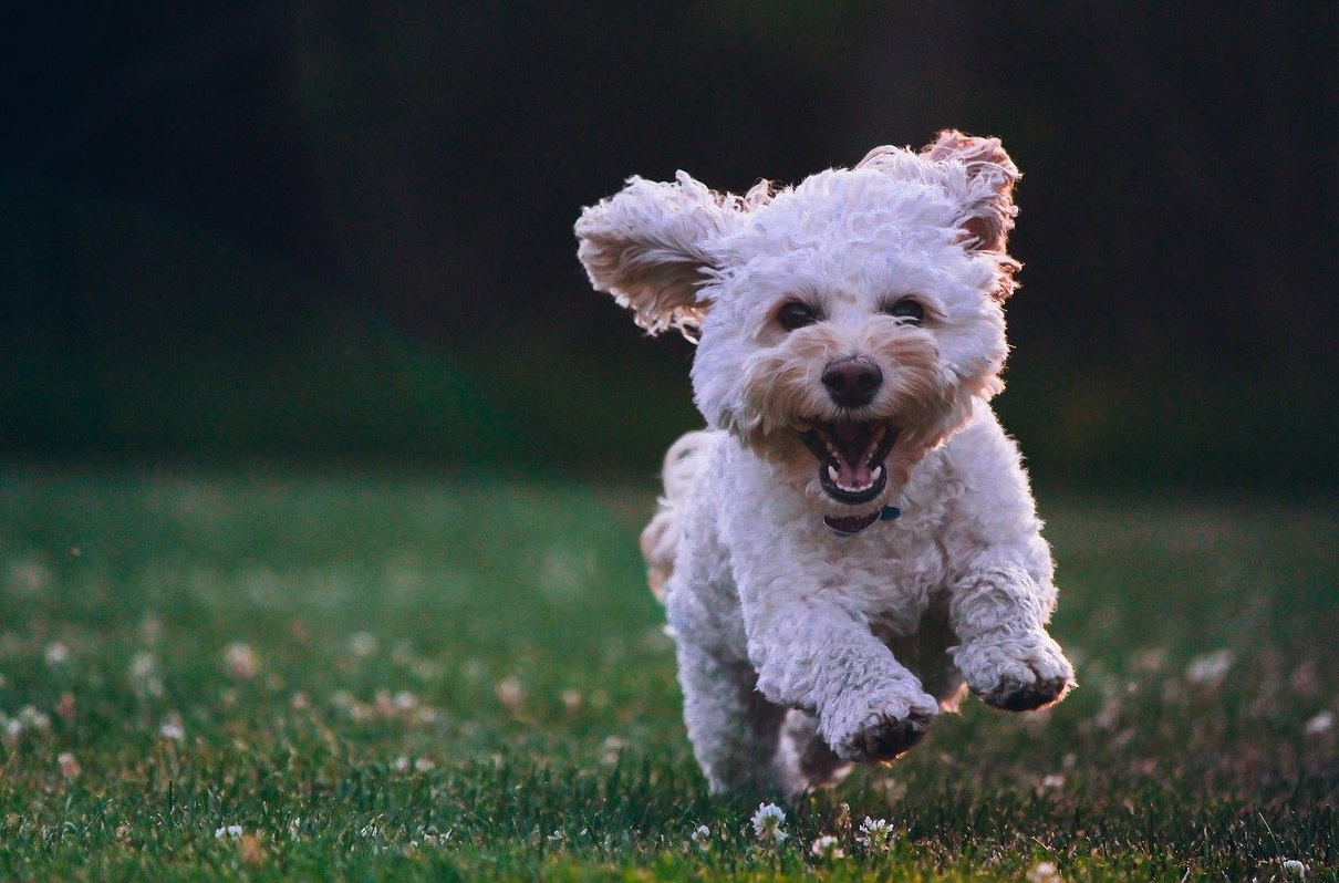 Choosing Healthy and Delicious Snacks for Dog