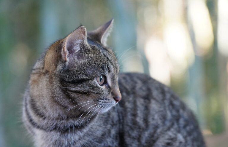 Choosing and Using a Cat Carrier