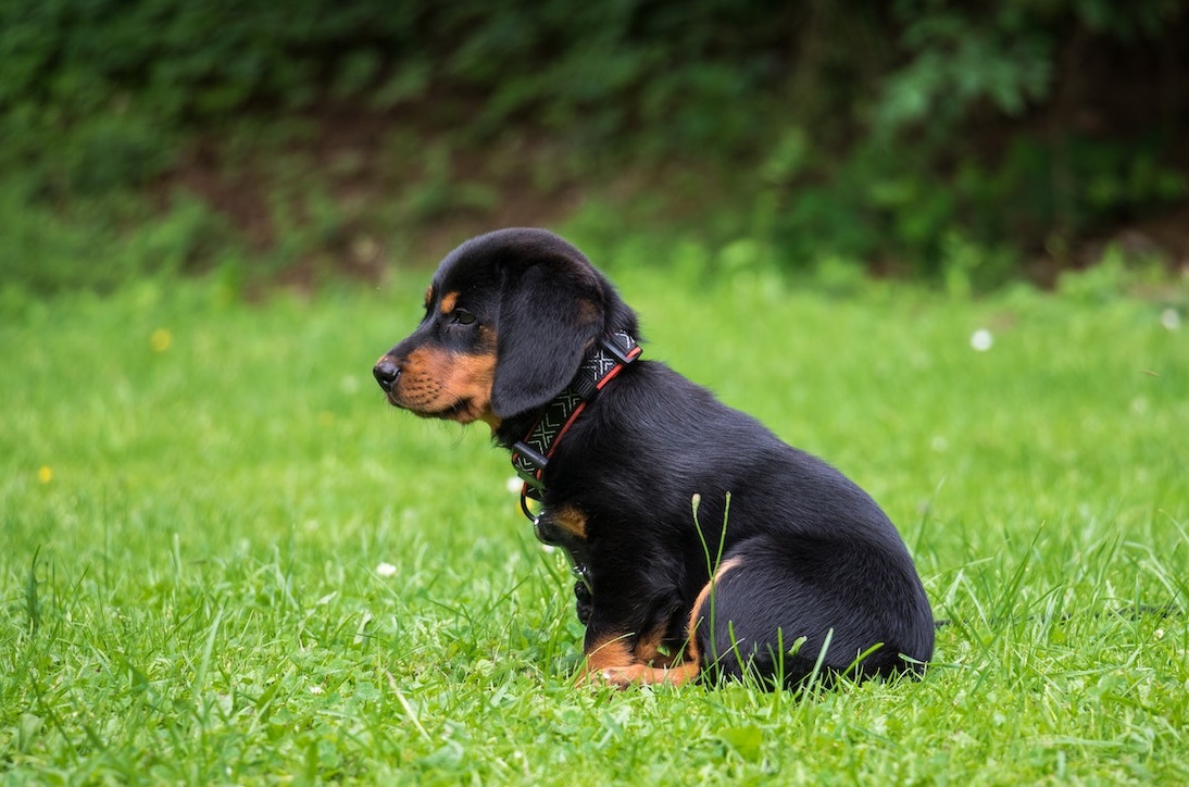 Choosing the Perfect Dog Bed