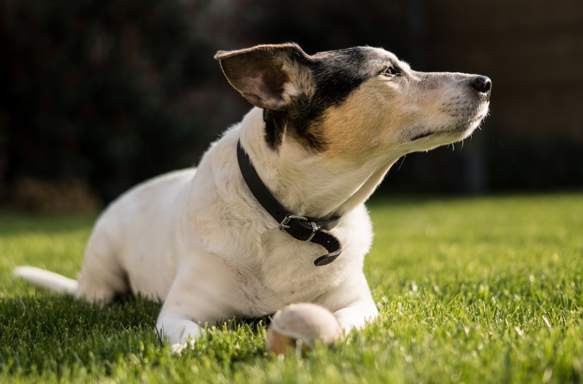 Choosing the Perfect Dog Collar