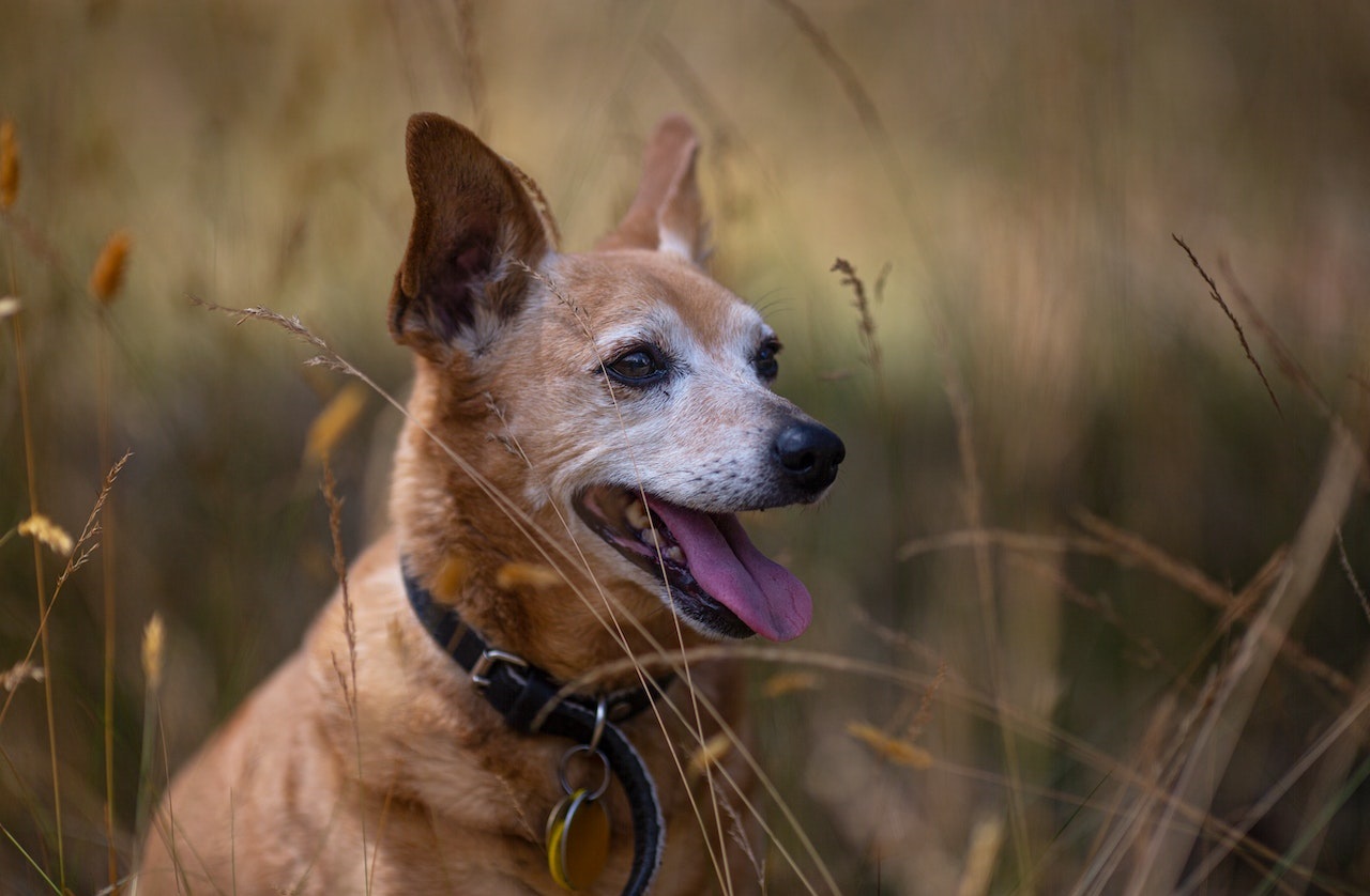 Choosing the Right Dog Bowl and Feeder