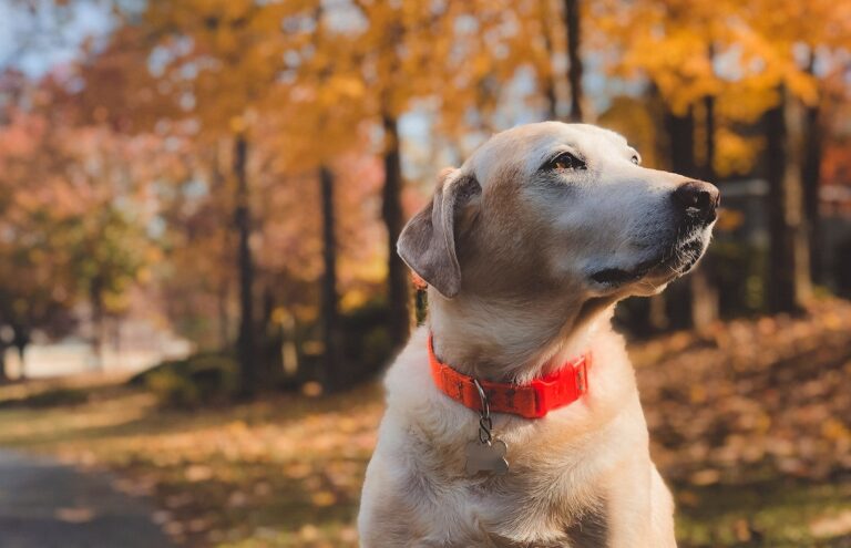 Essential Dog Grooming Tools