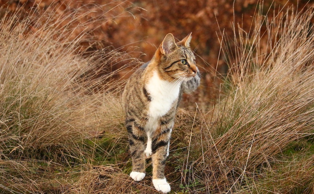 Essential Guide to Cat Litter Boxes