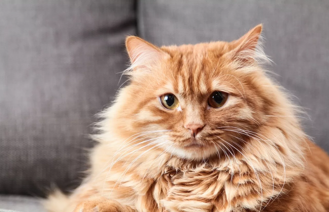 Exploring Delicious and Healthy Snacks for Cat