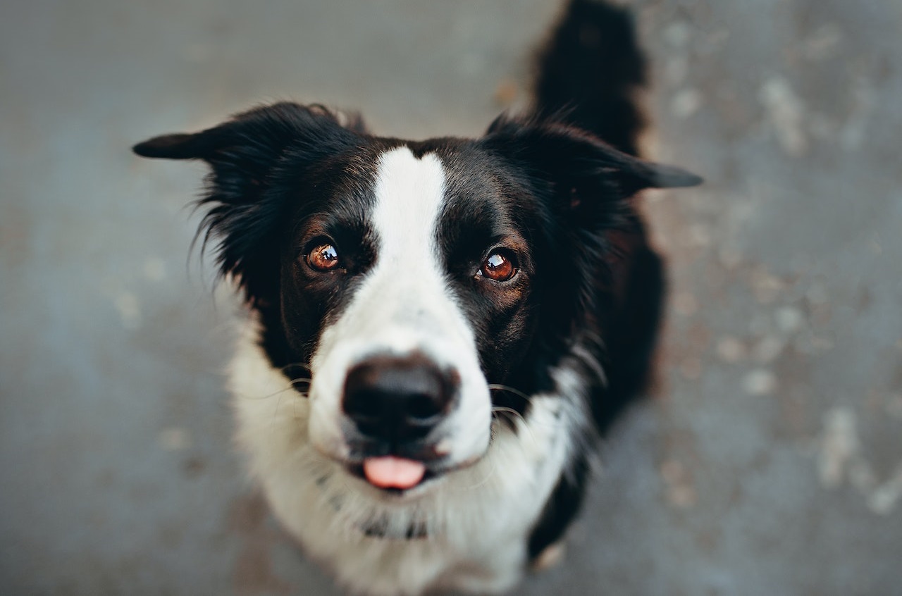 Fun and Engaging Dog Toys