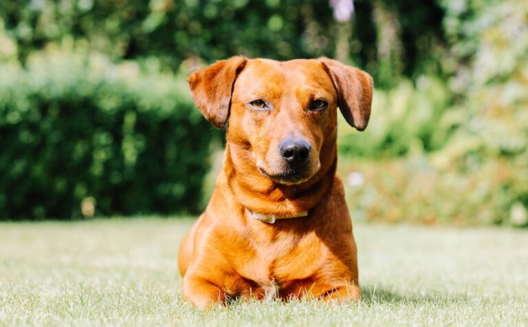 Hot Weather and Dogs Keeping Furry Friend Safe