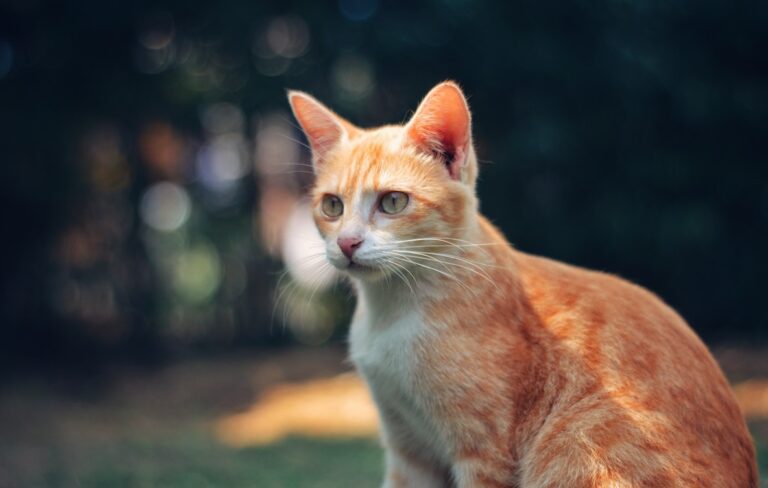 The Essential Guide to Cat Cages