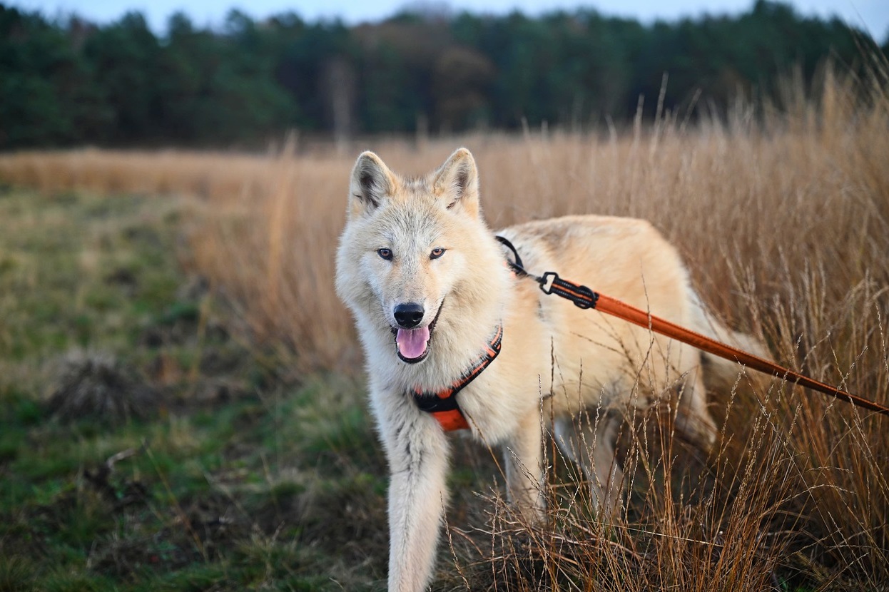 The Ultimate Guide to Dog Leashes