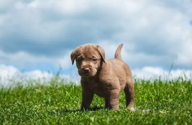 About The Benefits of Dog Wipes