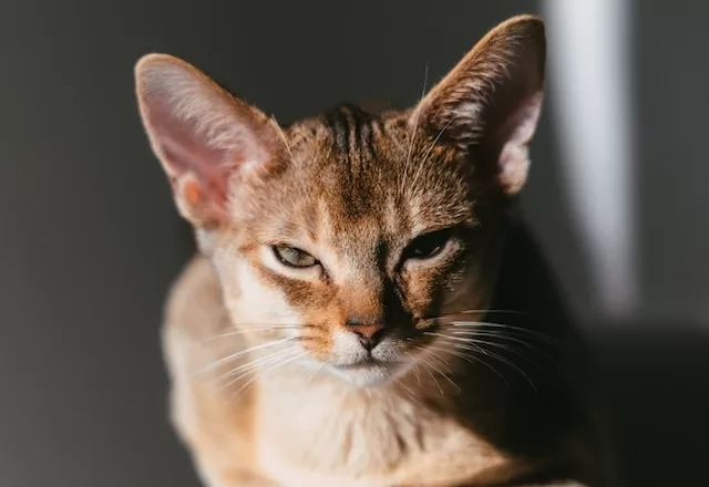 Benefits of The Cat Wipes