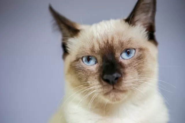 Choosing the Hill's Cat Food for Feline
