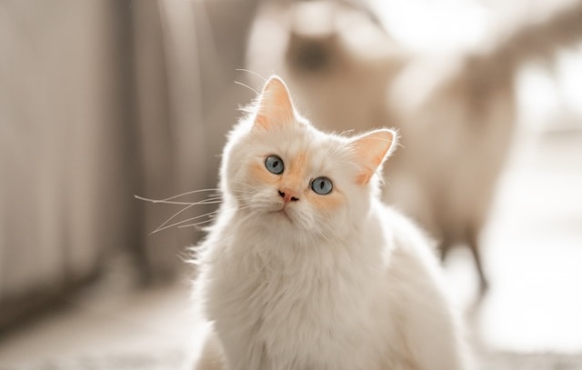 Guide to Cat Flea and Tick Prevention Products