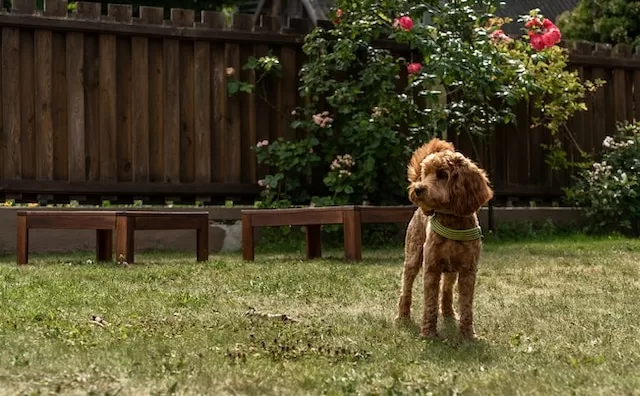 Guide to Choosing the Shampoo for Dog