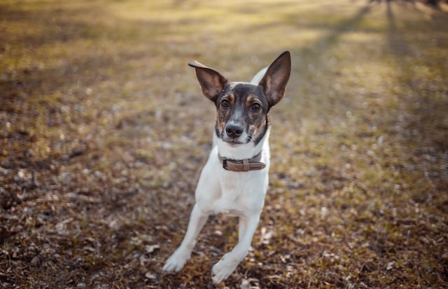 Guide to ROYAL CANIN Dog Food