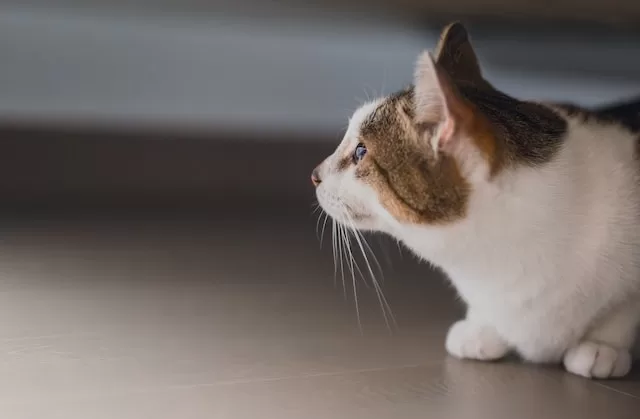 The Basics of Cat Brushes and Combs