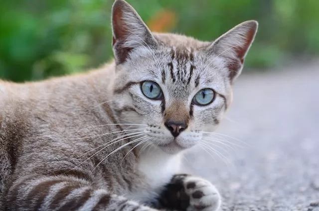 The Comfort of Cat Bags, Soft Carriers for Felines