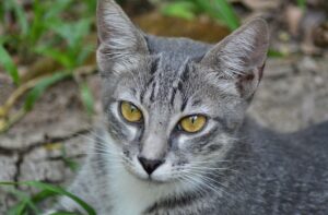 Exploring the World of Wet Cat Food