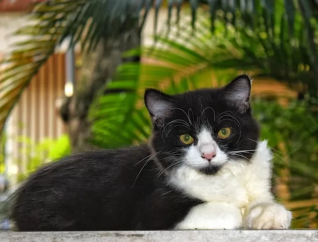 Guide to The Cat Litter Deodorizers