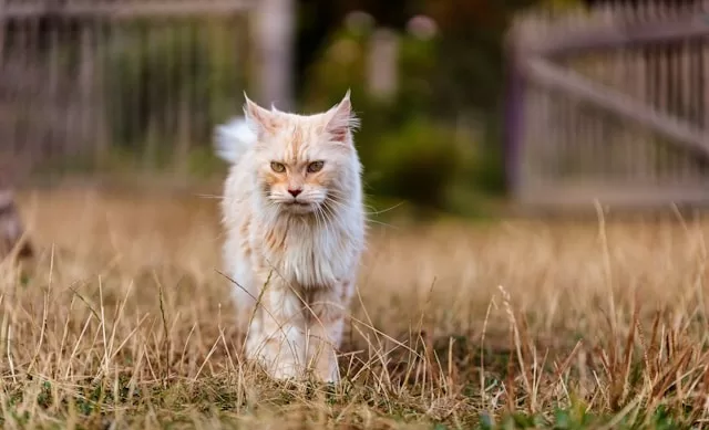 Maine Coon Cat Food