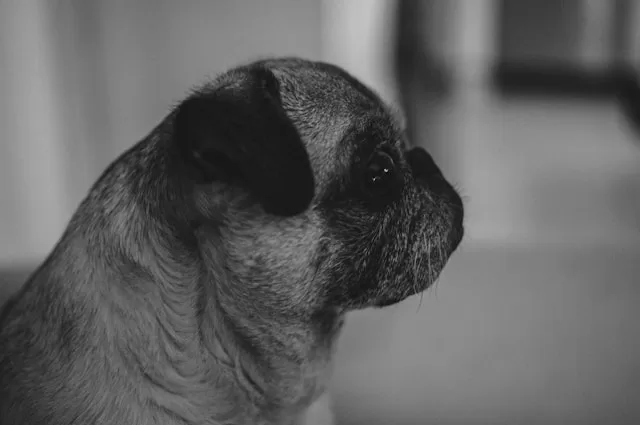 Pug Dog Food