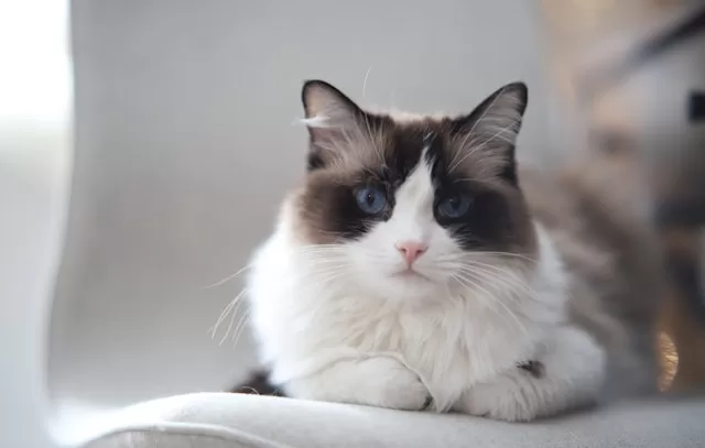Ragdoll Cat Food
