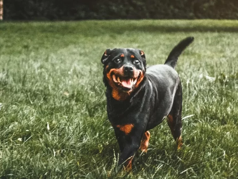 Rottweiler Dog Food