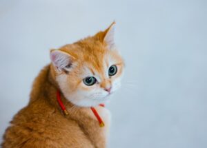 Scottish Fold Cat Food and the Kitten Foods