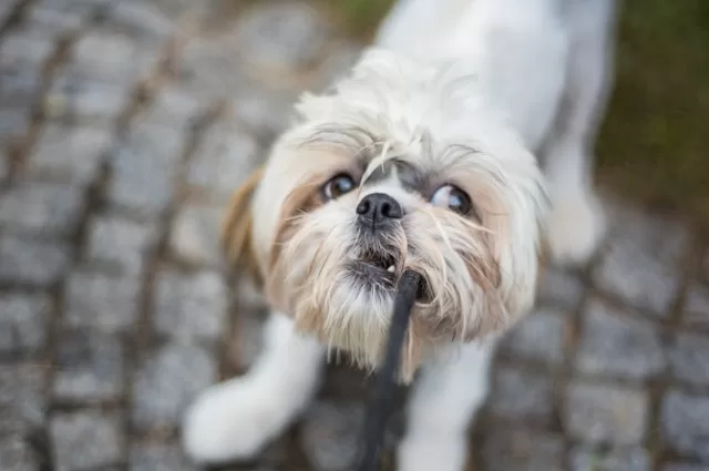 Shih Tzu Dog Food