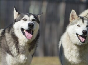 Siberian Husky Food and The Siberian Husky Puppy Foods